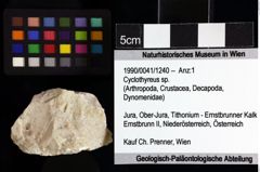 Foto (Objket + Etiketten) von Cyclothyreus sp. 